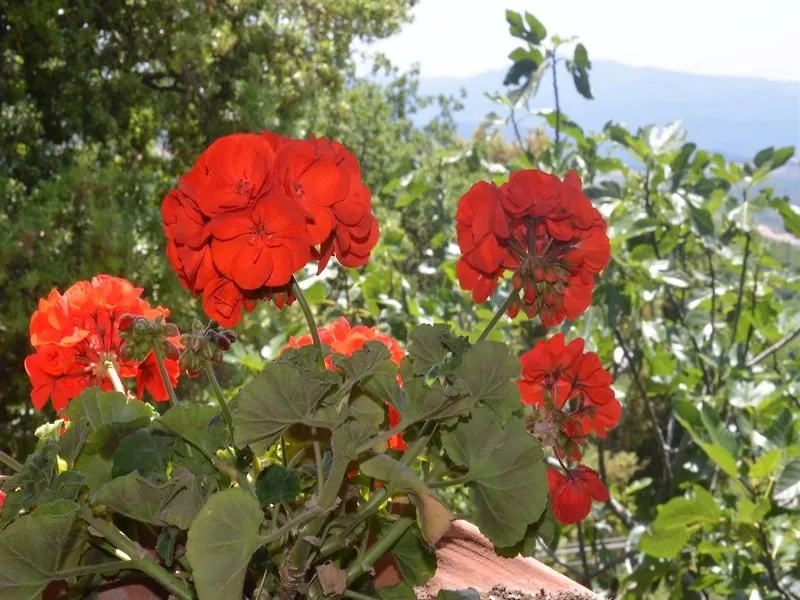 Country Inn Casa Mazzoni Roccastrada